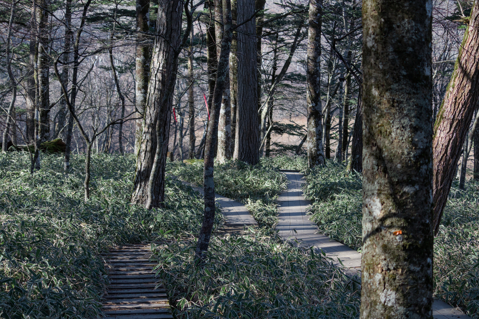 Two wooden forest trails zigzagging between trees, surrounded by a floor of densely packed plants.